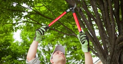 Tree Trimming Pruning
