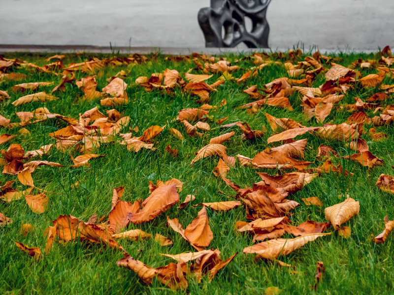 Fall Cleanup Service Fall Cleanup Service